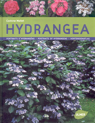 HYDRANGEA 1