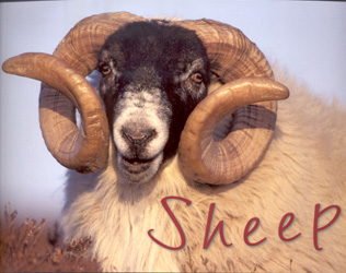 SHEEP 1