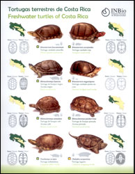 LÁMINA TORTUGAS MARINAS Y TERRESTRES DE COSTA RICA 1