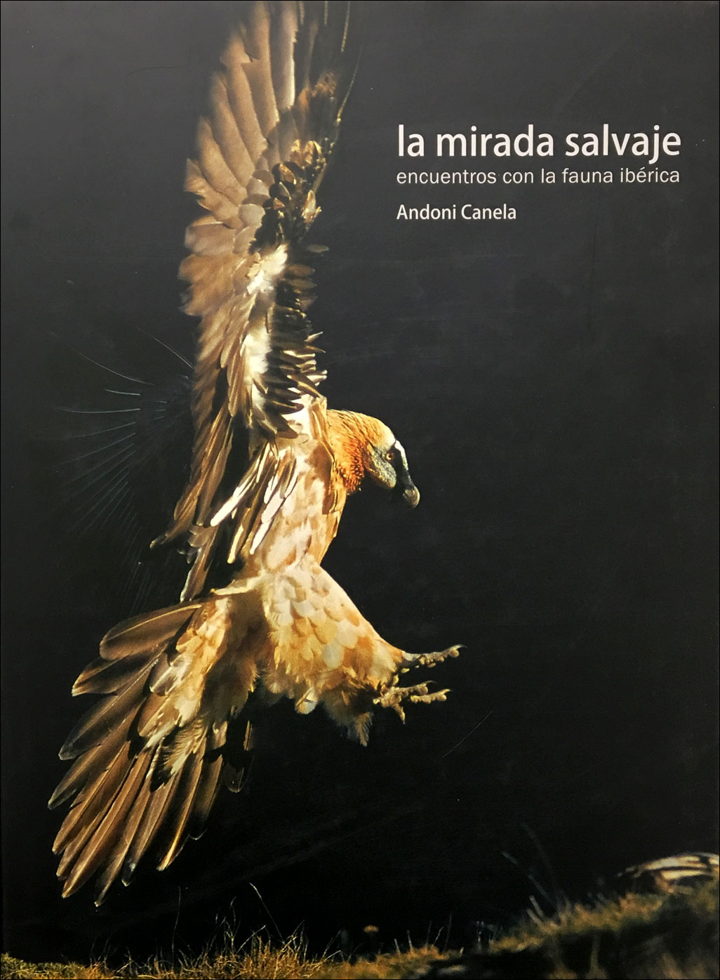 LA MIRADA SALVAJE 1