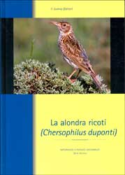 LA ALONDRA RICOTÍ (CHERSOPHILUS DUPONTI) 1