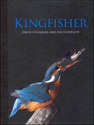 KINGFISHER 1