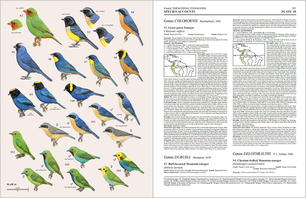 HANDBOOK OF THE BIRDS OF THE WORLD, VOL. 16. TANAGERS TO NEW WORLD BLACKBIRDS 4