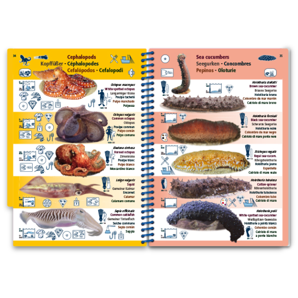 MARINE PICTOLIFE. MEDITERRANEAN SEA 6