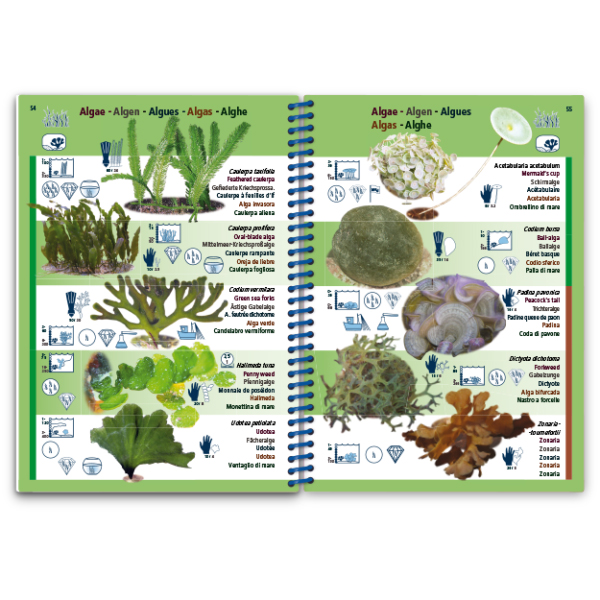 MARINE PICTOLIFE. MEDITERRANEAN SEA 8