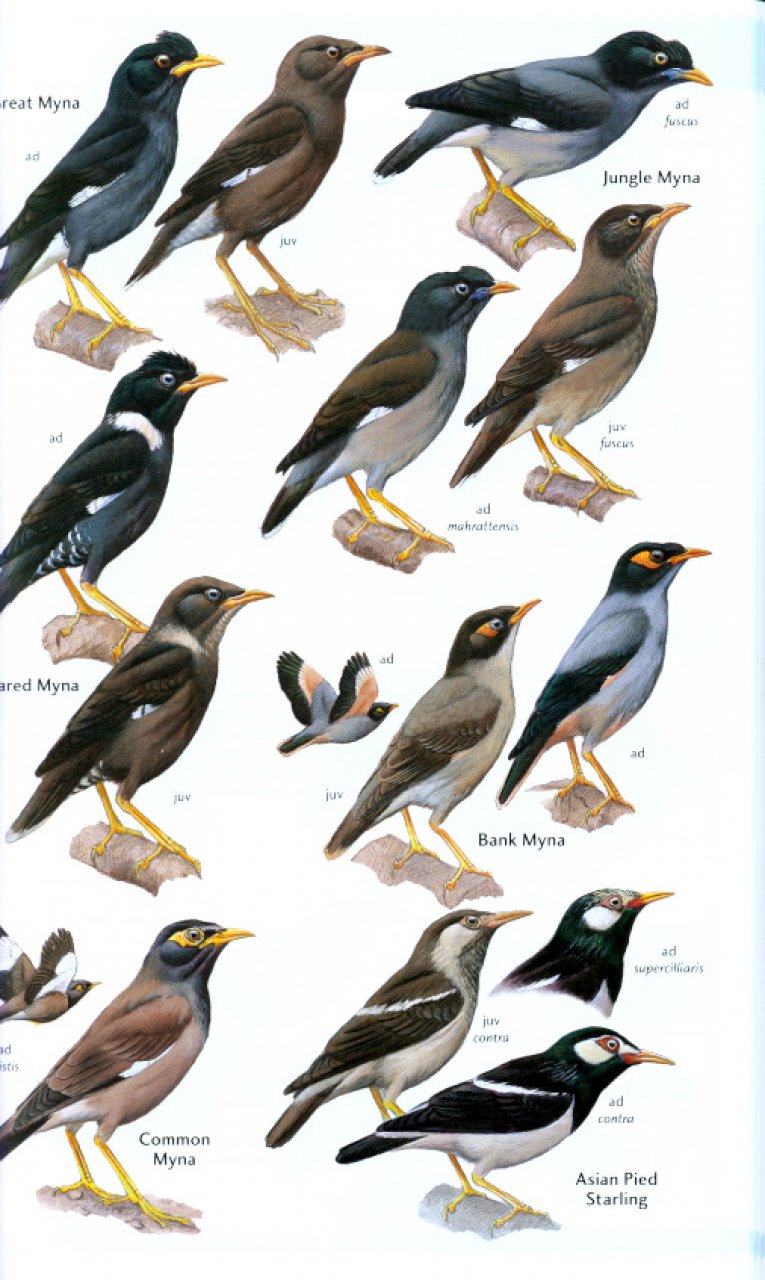 HELM FIELD GUIDES. BIRDS OF THE INDIAN SUBCONTINENT 5