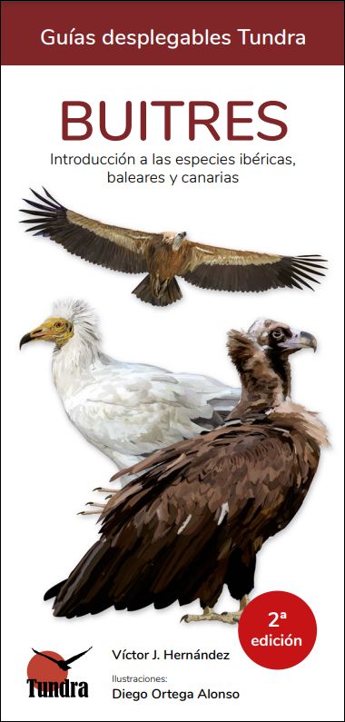 BUITRES. INTRODUCCIÓN A LAS ESPECIES IBÉRICAS, BALEARES Y CANARIAS. GUÍAS DESPLEGABLES TUNDRA 1