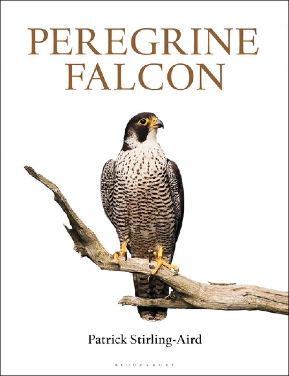 PEREGRINE FALCON 1