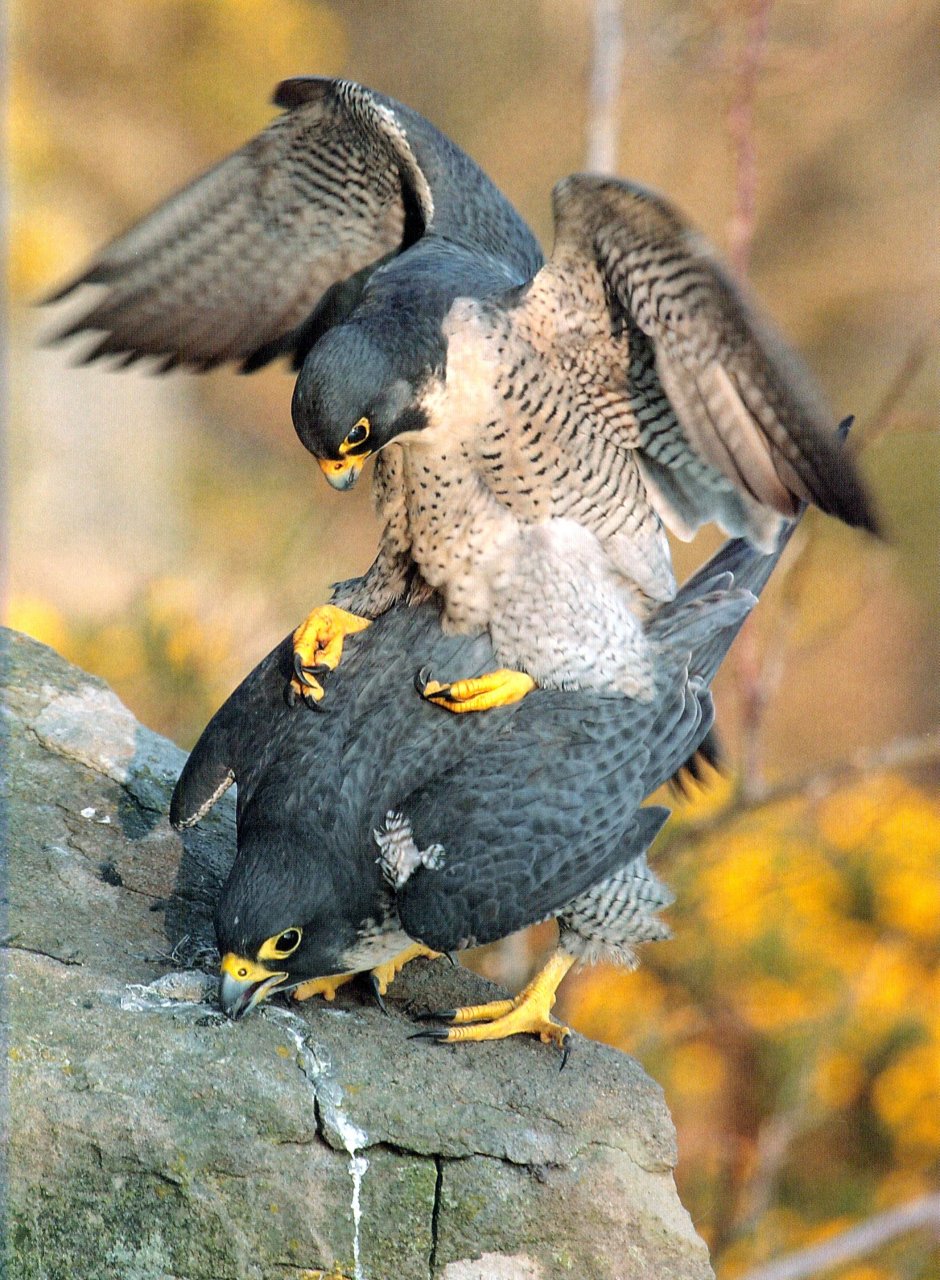 PEREGRINE FALCON 4