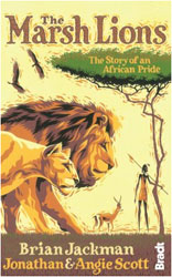 THE MARSH LIONS 1