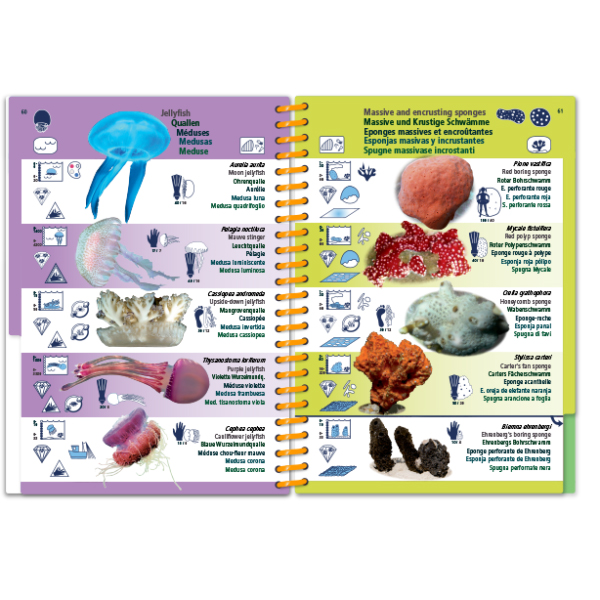 MARINE PICTOLIFE. INDIAN OCEAN AND RED SEA 8