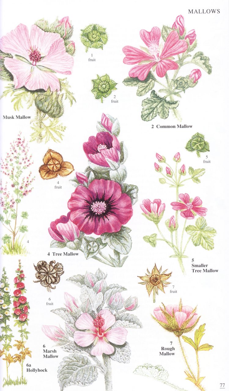 WILD FLOWERS OF BRITAIN AND IRELAND 2