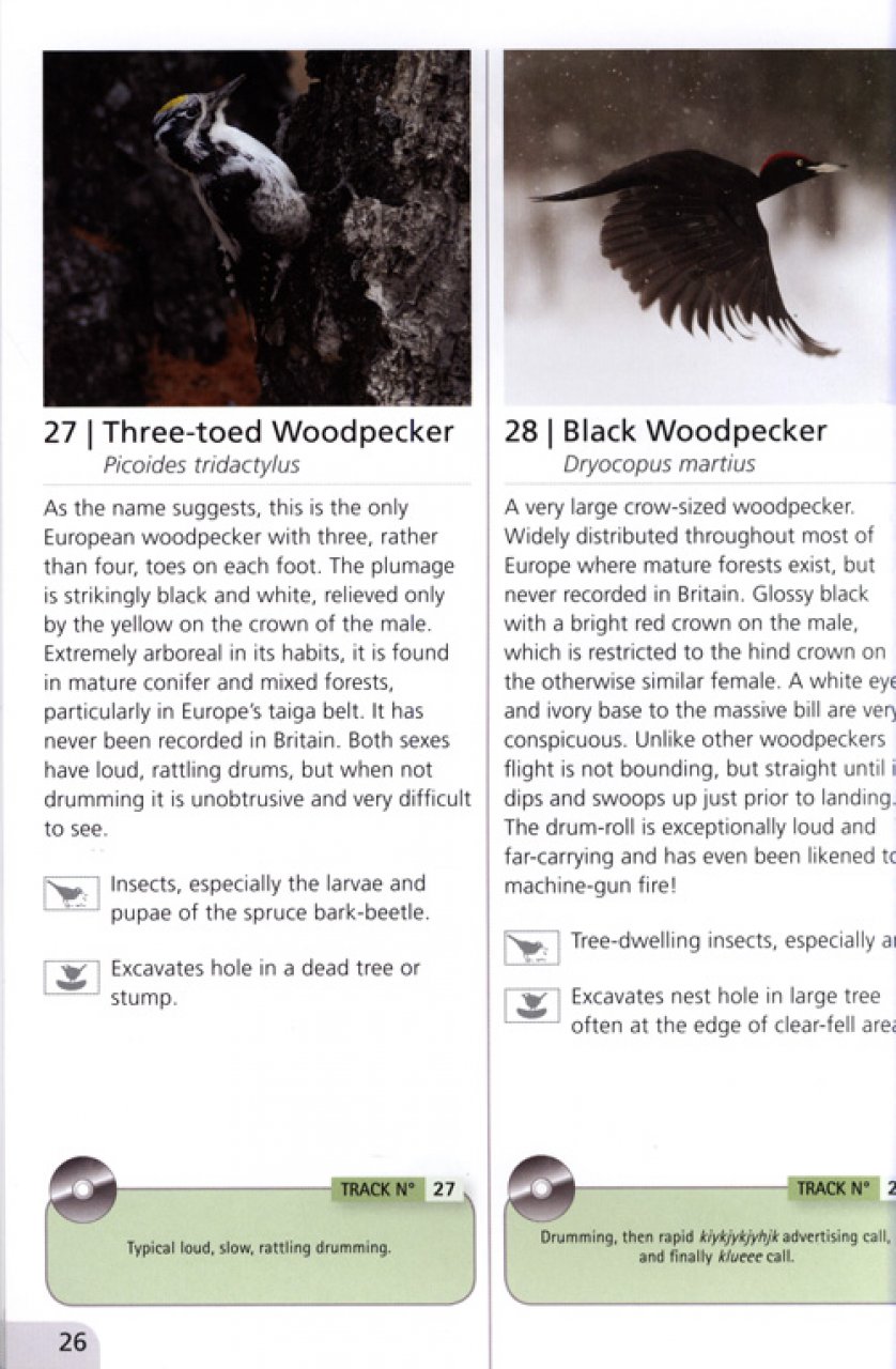 WOODLAND BIRD SONGS &AMP; CALLS 2