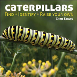 CATERPILLARS. FIND. IDENTIFY. RAISE YOUR OWN 1