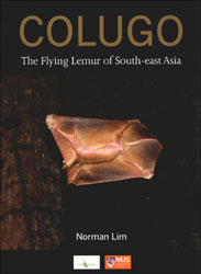 COLUGO. THE FLYING LEMUR OF SOUTH-EAST ASIA 1