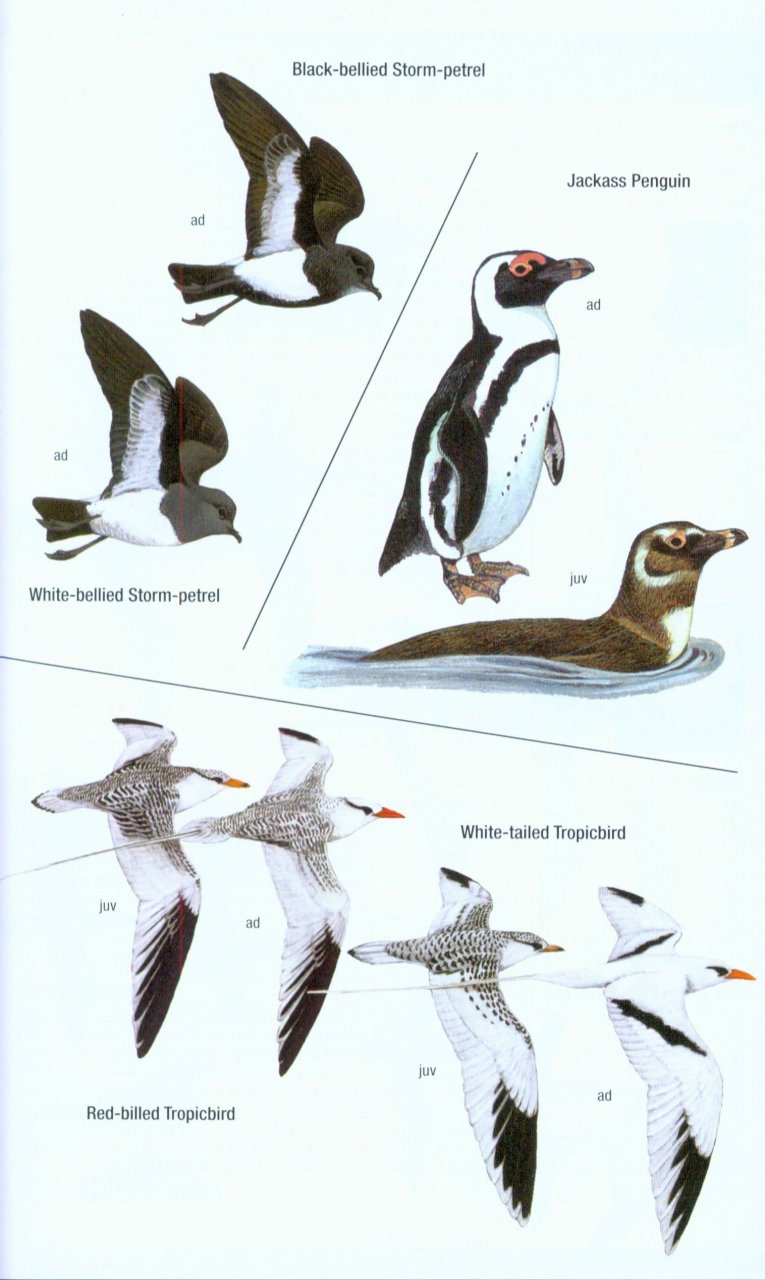 HELM FIELD GUIDES. BIRDS OF WESTERN AFRICA. 2ND ED. 3