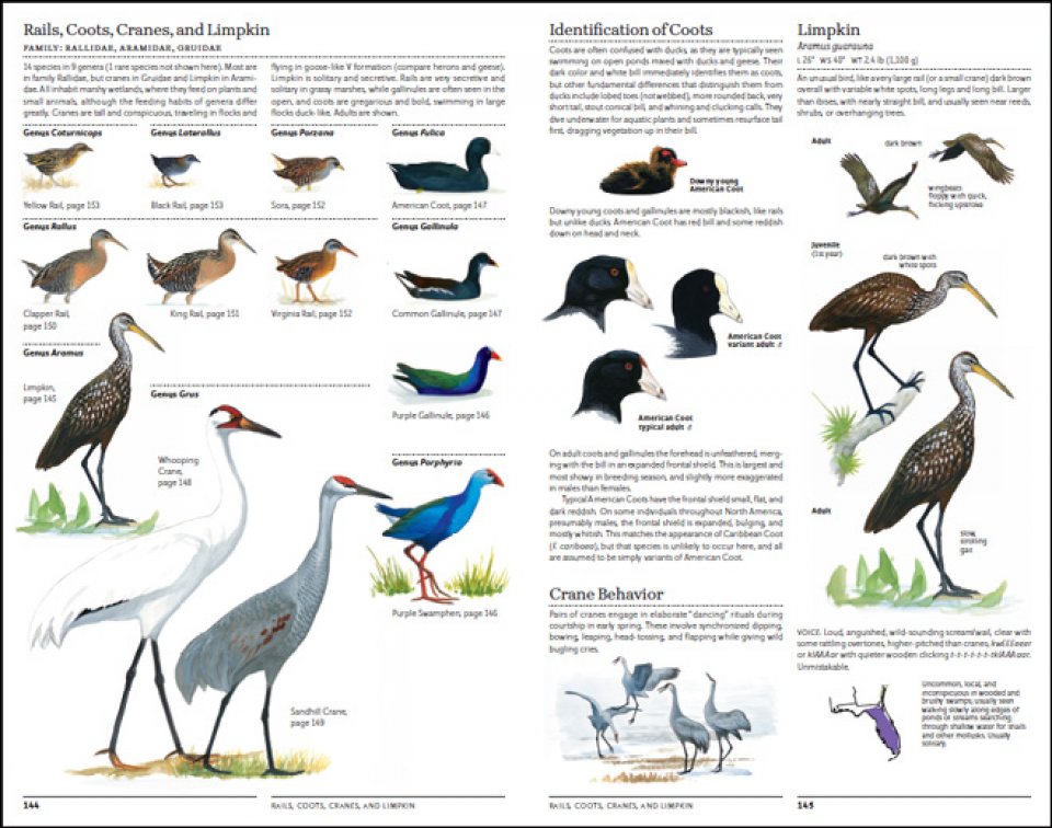 THE NORTH AMERICAN BIRD GUIDE. 2ND EDITION 5