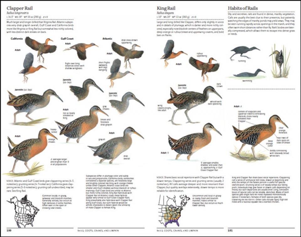 THE NORTH AMERICAN BIRD GUIDE. 2ND EDITION 3