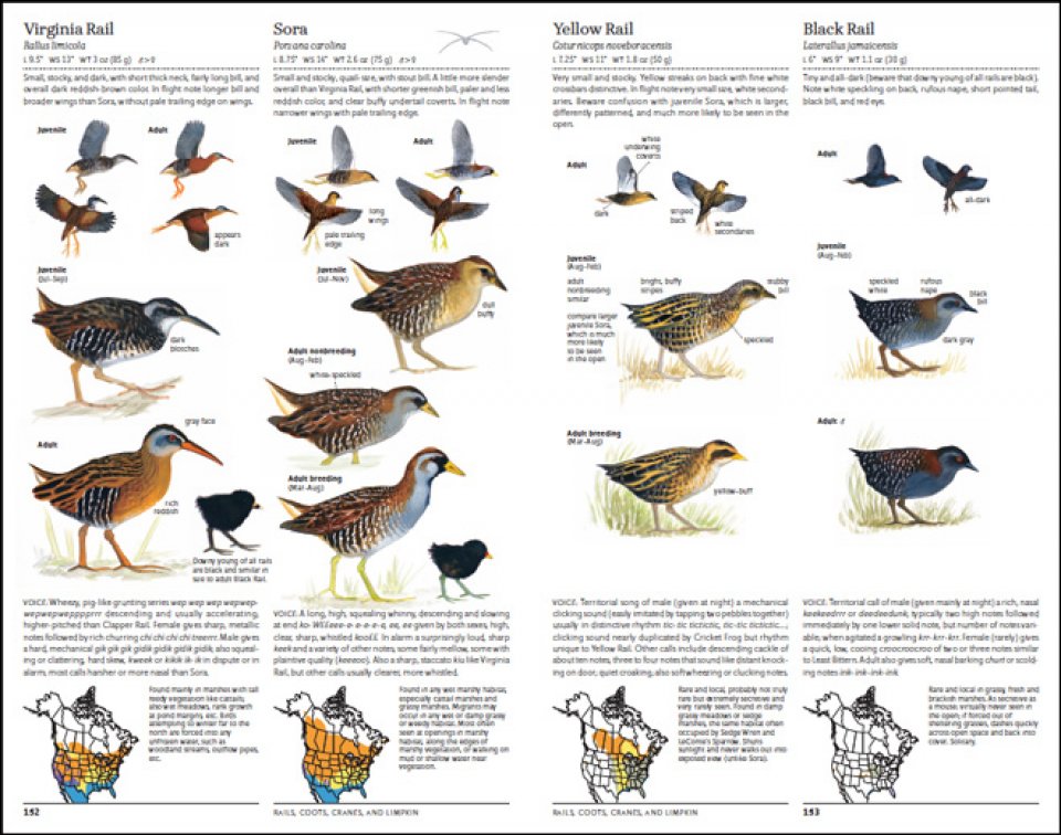 THE NORTH AMERICAN BIRD GUIDE. 2ND EDITION 4