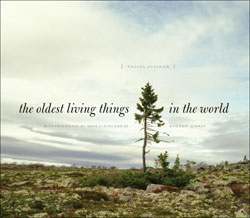 THE OLDEST LIVING THINGS IN THE WORLD 1