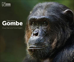 TALES FROM GOMBE 1