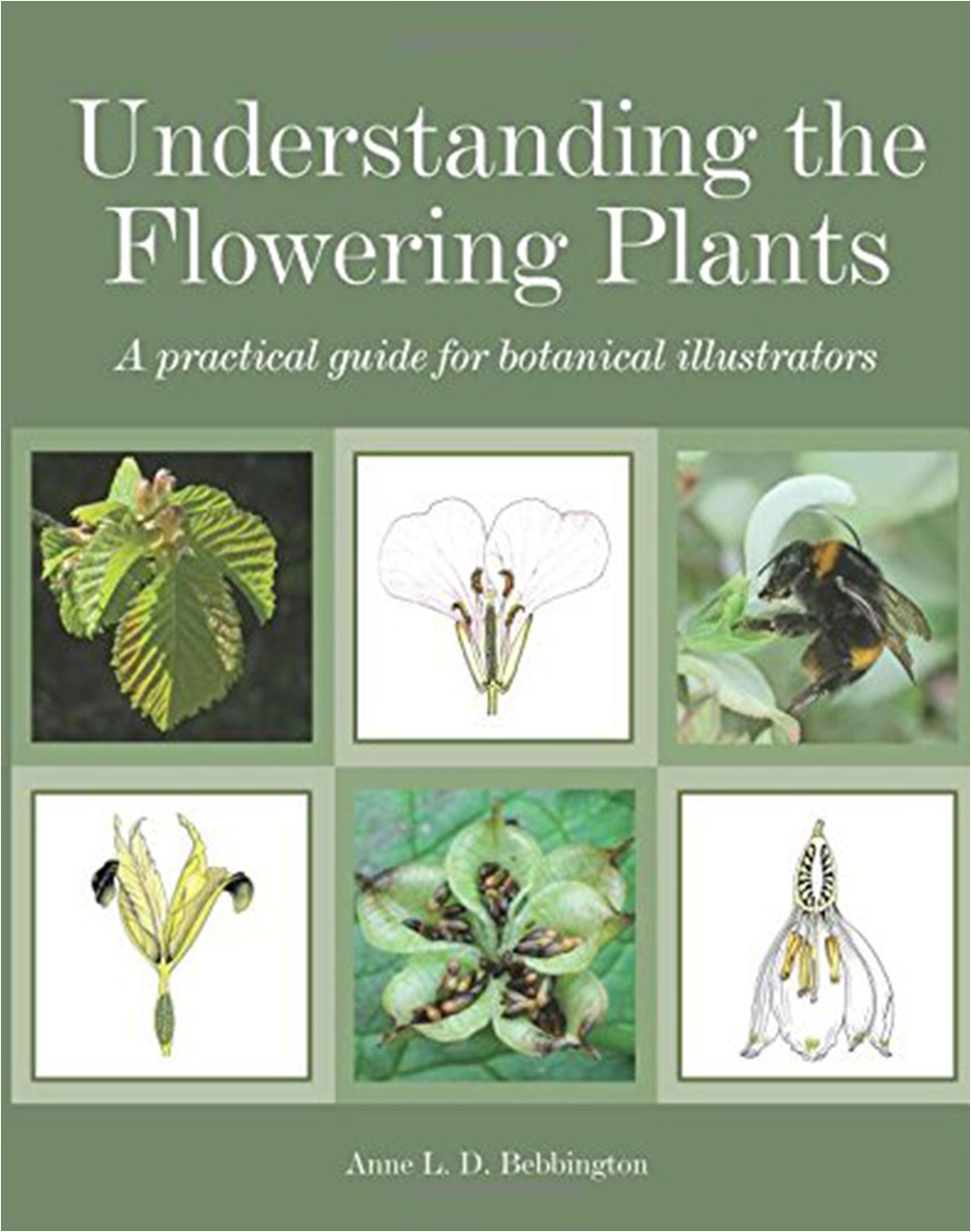 UNDERSTANDING THE FLOWERING PLANTS. A PRACTICAL GUIDE FOR BOTANICAL ILLUSTRATORS 1