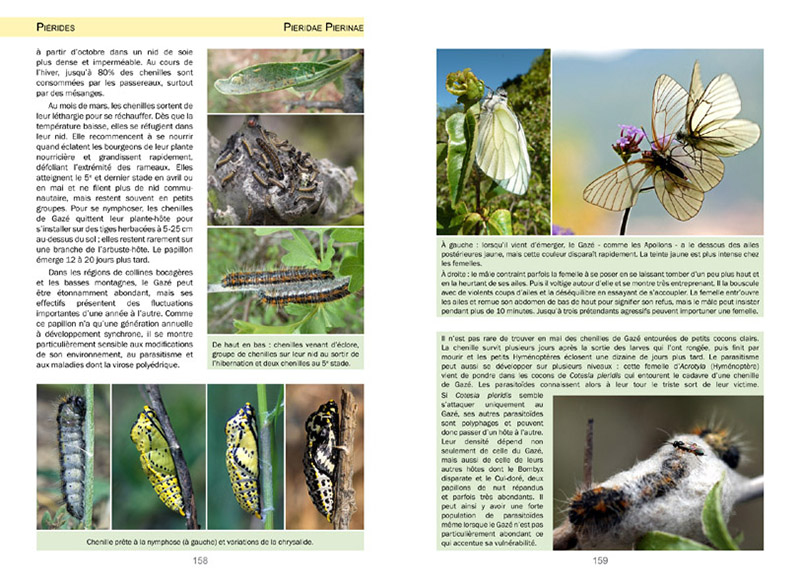 LA VIE DES PAPILLONS. ECOLOGIE, BIOLOGIE ET COMPORTEMENT DES RHOPALOCERES DE FRANCE 2