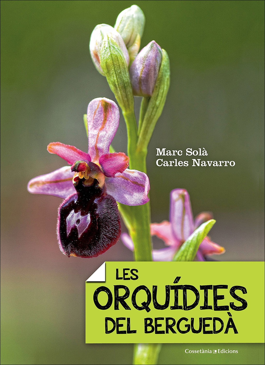 LES ORQUÍDIES DEL BERGUEDÀ 1