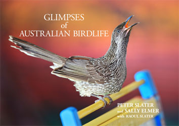 GLIMPSES OF AUSTRALIAN BIRDLIFE 1