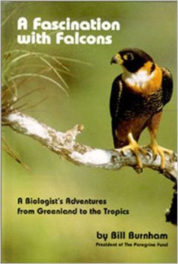 A FASCINATION WITH FALCONS 1