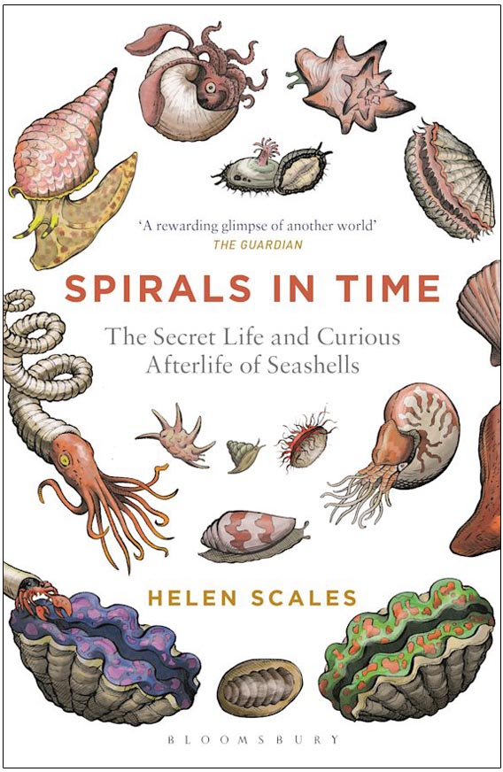 SPIRALS IN TIME. THE SECRET LIFE AND CURIOUS AFTERLIFE OF SEASHELLS 1