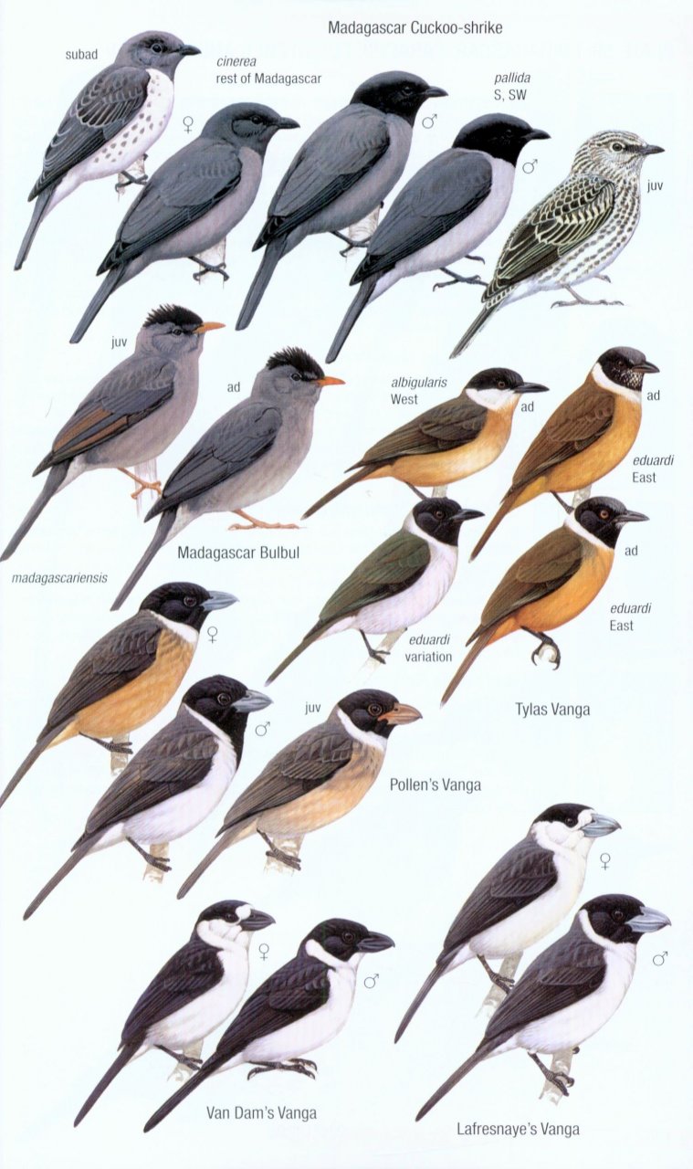 HELM FIELD GUIDES. BIRDS OF MADAGASCAR AND THE INDIAN OCEAN ISLANDS 4