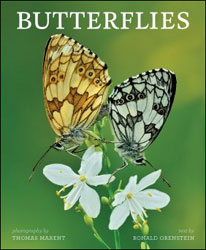 BUTTERFLIES 1