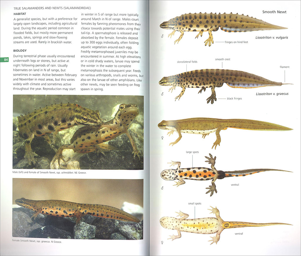 FIELD GUIDE TO THE AMPHIBIANS &AMP; REPTILES OF BRITAIN AND EUROPE 2