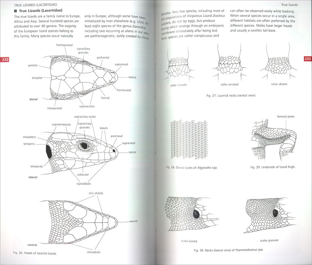FIELD GUIDE TO THE AMPHIBIANS &AMP; REPTILES OF BRITAIN AND EUROPE 3