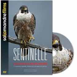 DVD SENTINELLE. LE DESTIN DU FAUCON PÈLERIN 1