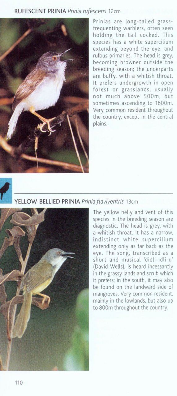 POCKET PHOTO GUIDE TO THE BIRDS OF THAILAND 4
