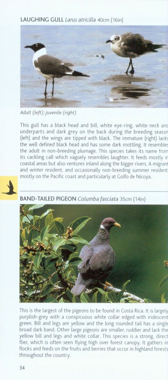 POCKET PHOTO GUIDE TO THE BIRDS OF COSTA RICA 3