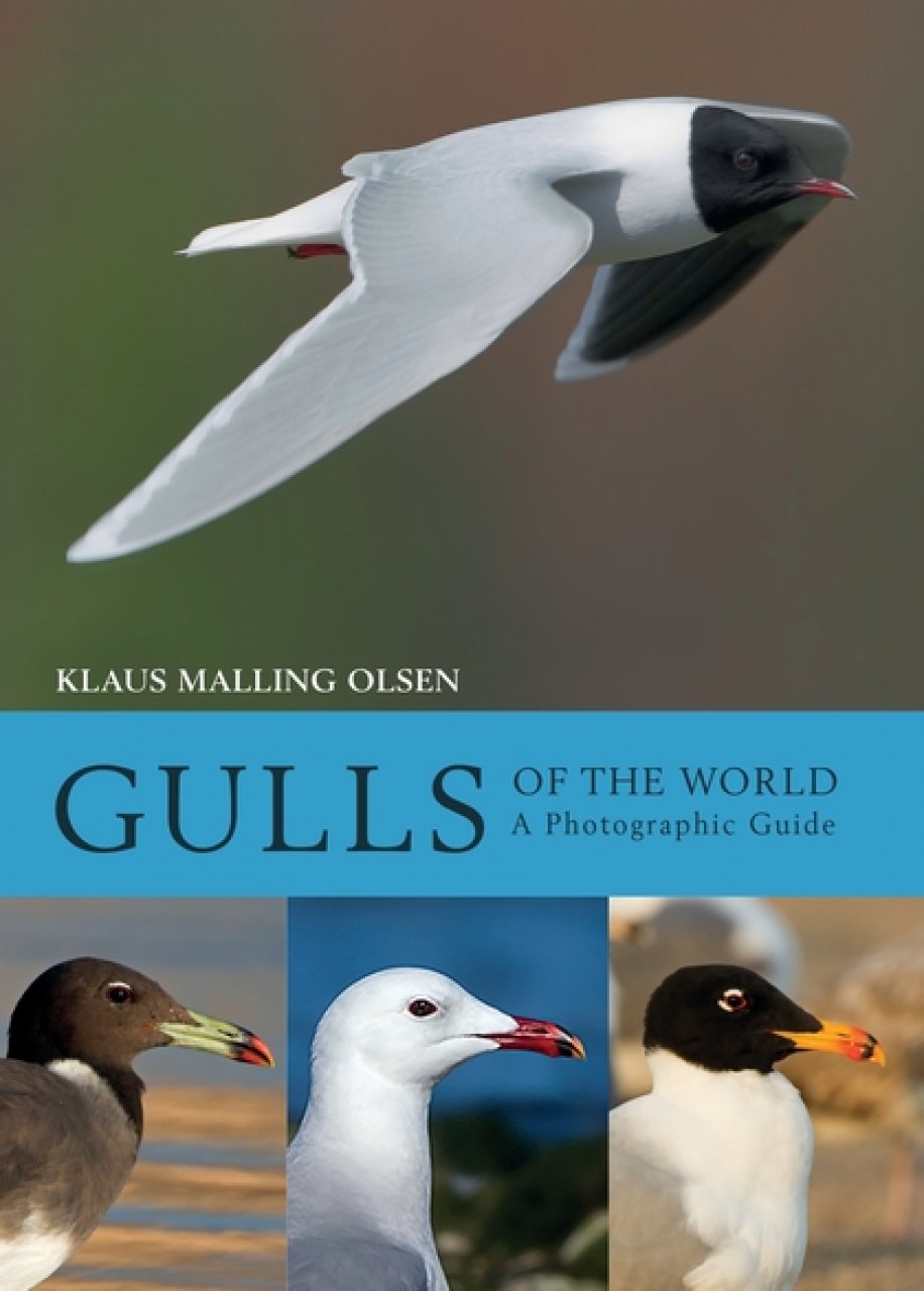 GULLS OF THE WORLD. A PHOTOGRAPHIC GUIDE 1