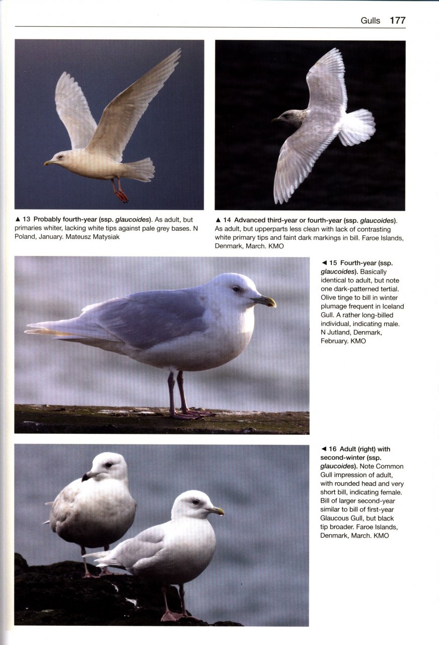 GULLS OF THE WORLD. A PHOTOGRAPHIC GUIDE 5