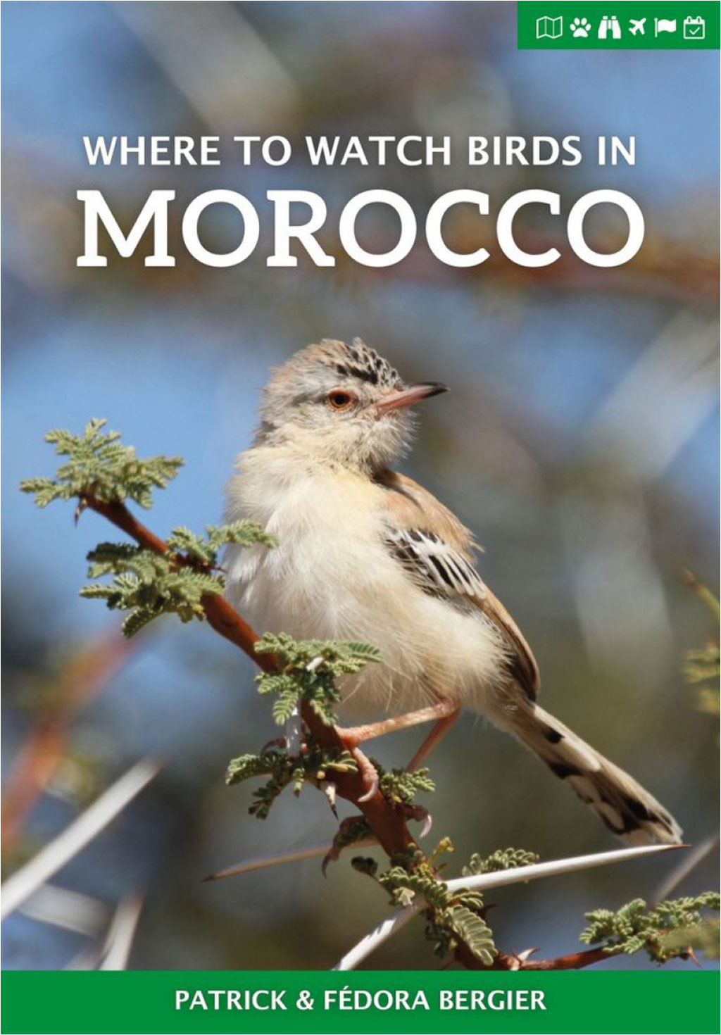 WHERE TO WATCH BIRDS IN MOROCCO 1