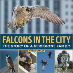 FALCONS IN THE CITY. THE STORY OF A PEREGRINE FAMILY 1