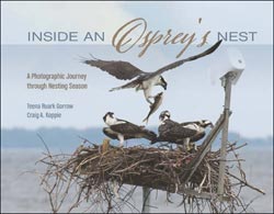 INSIDE AN OSPREY'S NEST. A PHOTOGRAPHIC JOURNEY THROUGH NESTING SEASON 1