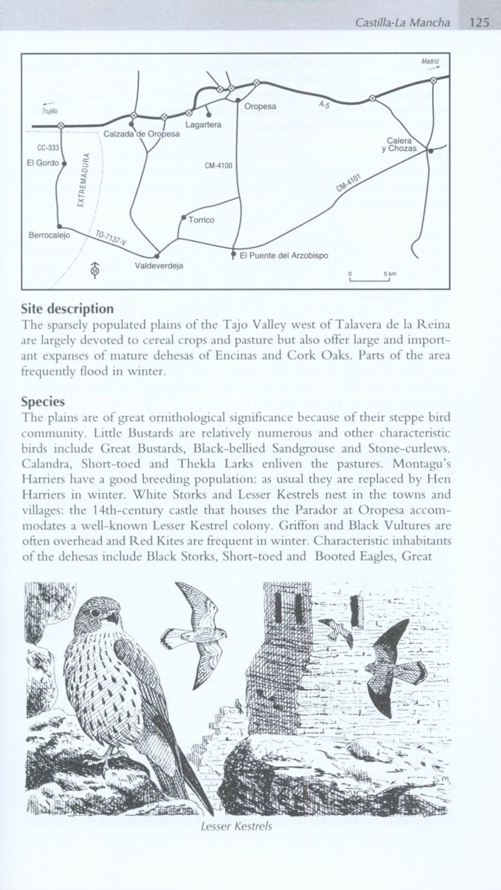 WHERE TO WATCH BIRDS IN NORTHERN &AMP; EASTERN SPAIN 4