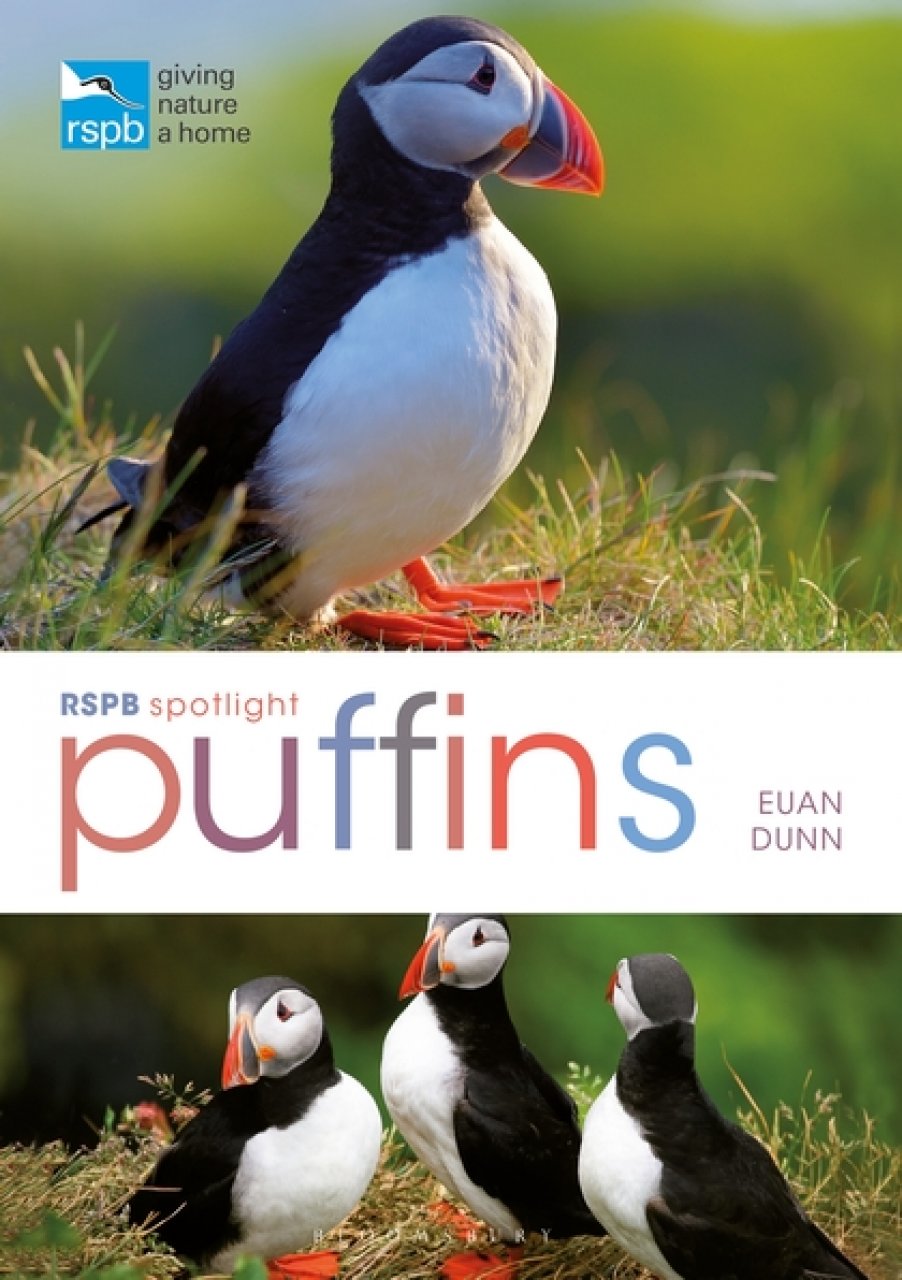 RSPB SPOTLIGHT: PUFFINS 1