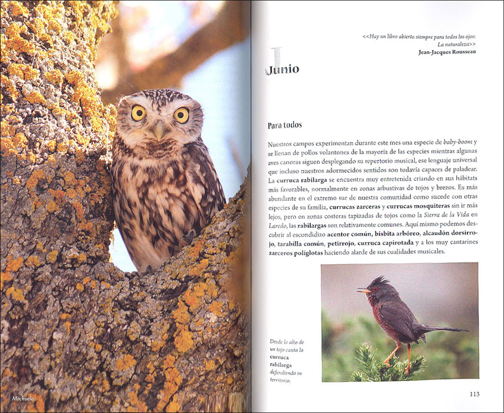 CUÁNDO Y DÓNDE VER AVES EN CANTABRIA. PROPUESTAS MES A MES PARA FAMILIAS, AFICIONADOS Y EXPERTOS 4