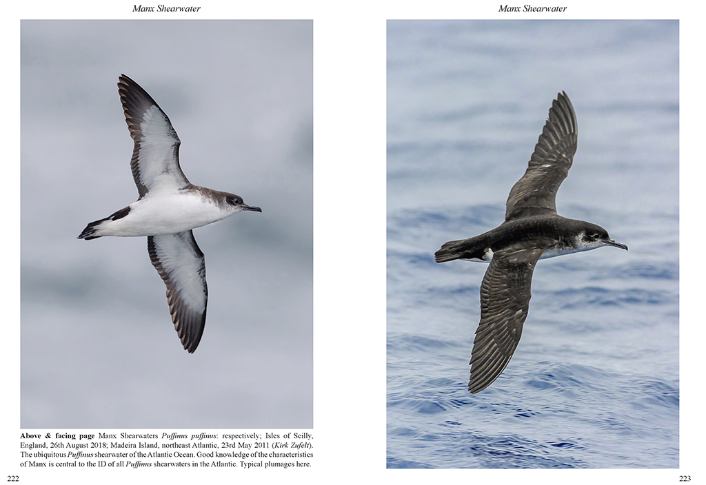MULTIMEDIA IDENTIFICATION GUIDE TO NORTH ATLANTIC SEABIRDS. SHEARWATERS. JOUANIN'S &AMP; WHITE-CHINNED PETRELS 4