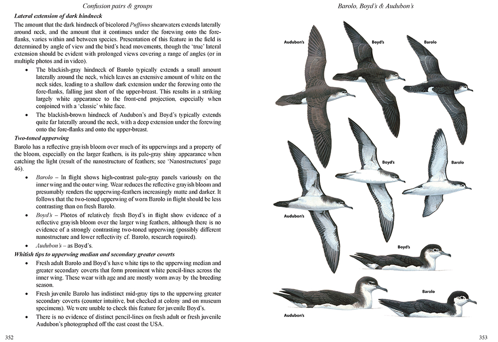 MULTIMEDIA IDENTIFICATION GUIDE TO NORTH ATLANTIC SEABIRDS. SHEARWATERS. JOUANIN'S &AMP; WHITE-CHINNED PETRELS 5
