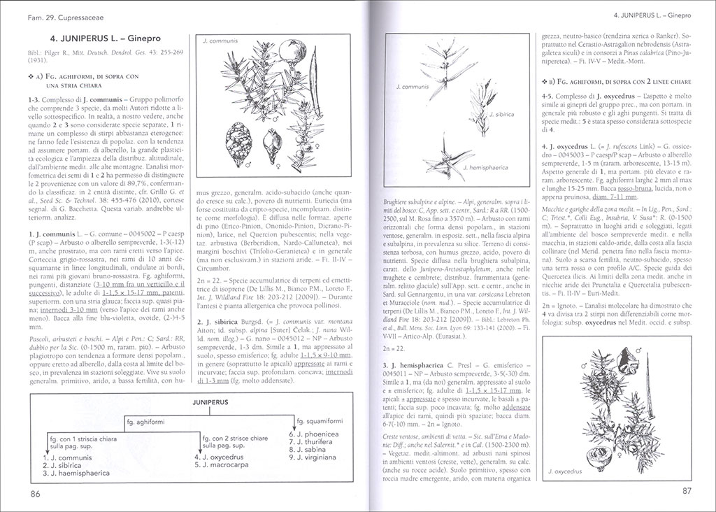 FLORA D'ITALIA VOLUME SECONDO 2