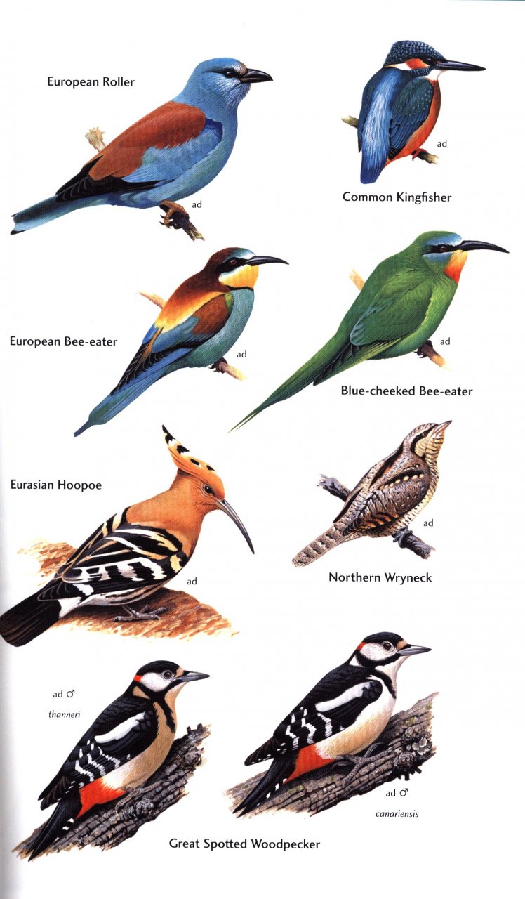 HELM FIELD GUIDES BIRDS OF THE CANARY ISLANDS 5